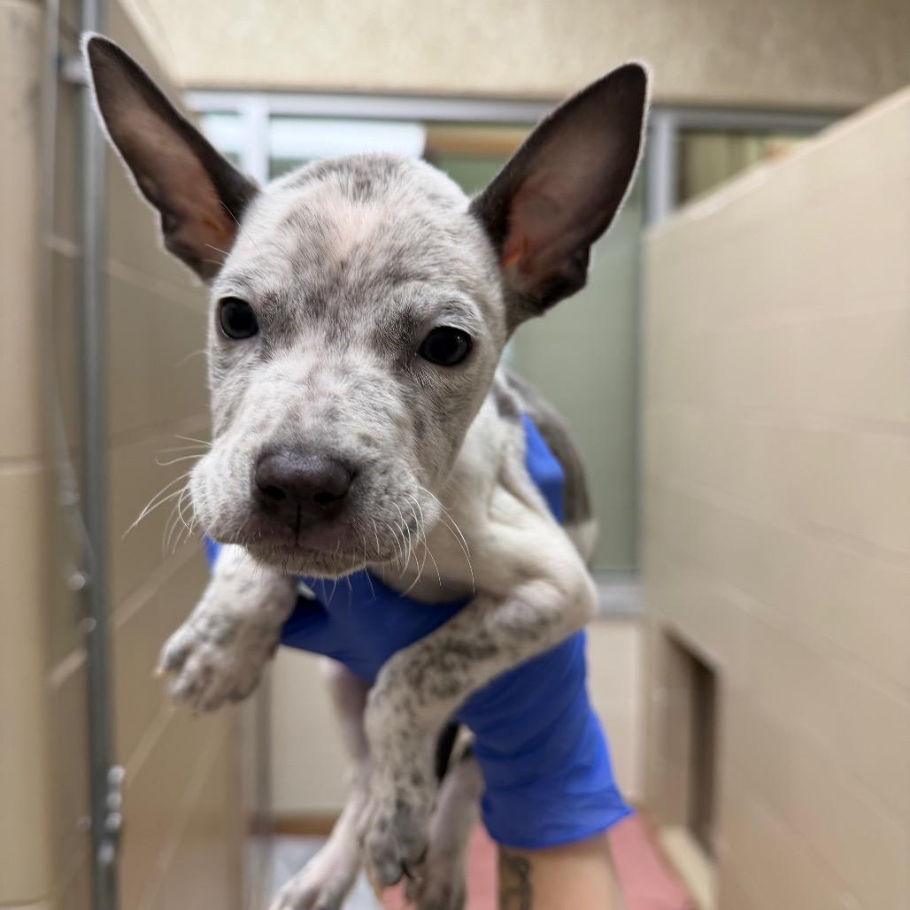 Brucey, Adoptable, Puppy Male Mixed Breed.