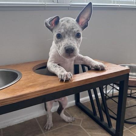 Enlarge Brucey, a Adoptable Mixed Breed in Raleigh, NC image 2/3