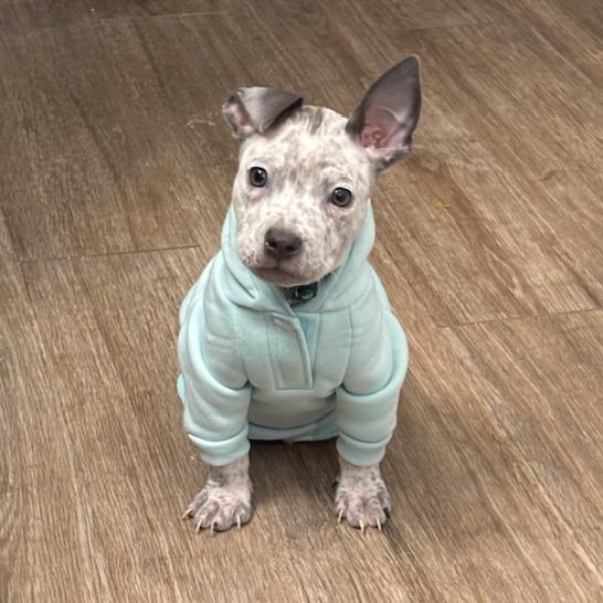 Enlarge Brucey, a Adoptable Mixed Breed in Raleigh, NC image 3/3