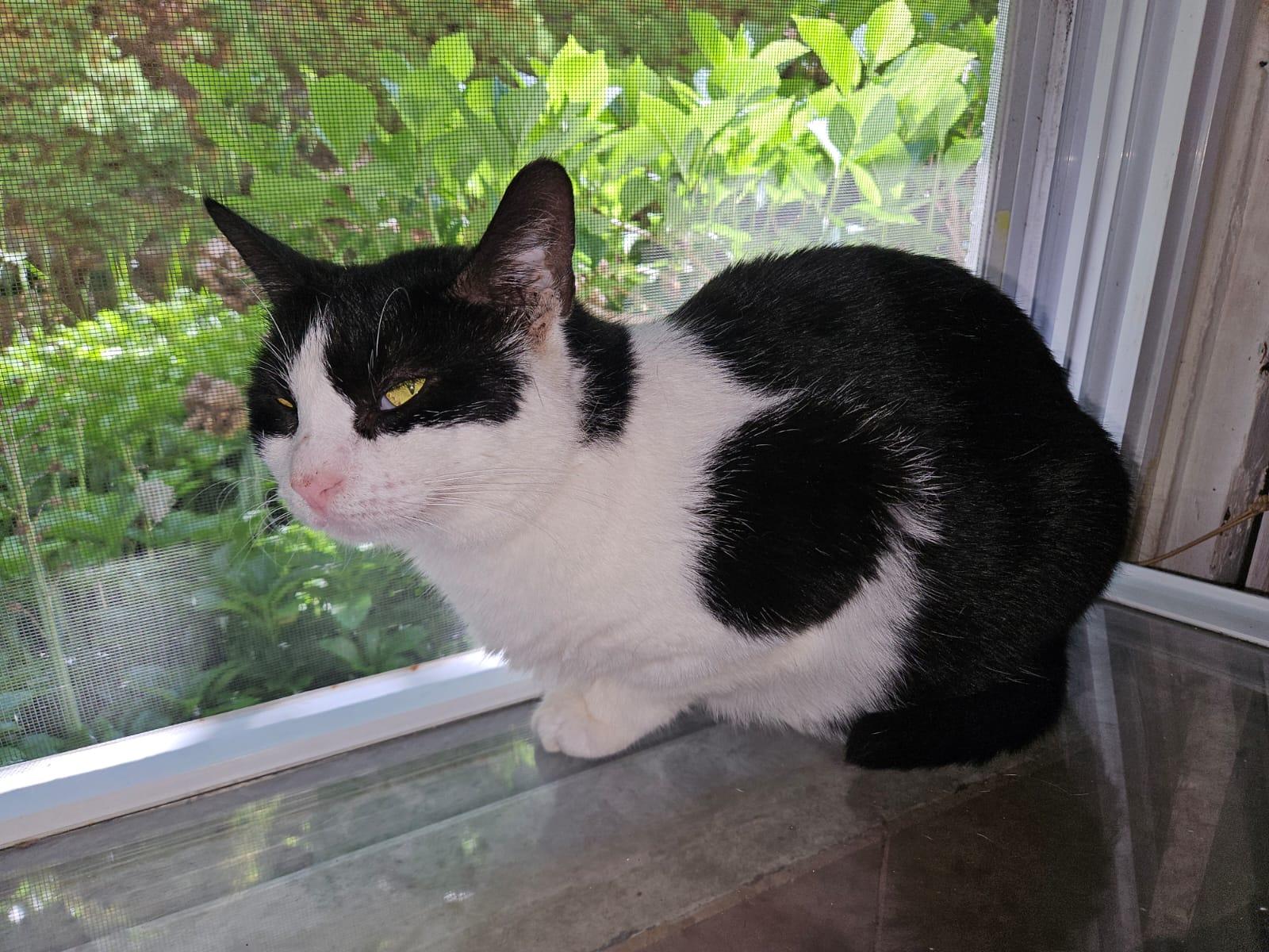 Enlarge Claire N - Relaxed charm, a Adoptable Domestic Short Hair in New York, NY image 3/3