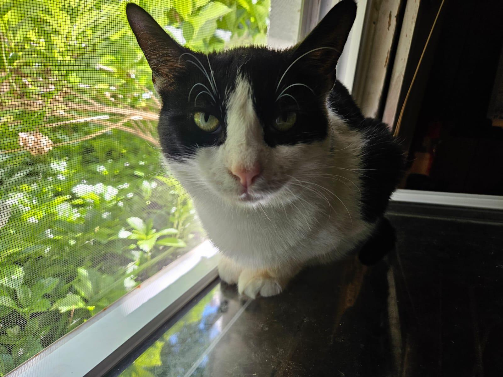 Enlarge Claire N - Relaxed charm, a Adoptable Domestic Short Hair in New York, NY image 2/3