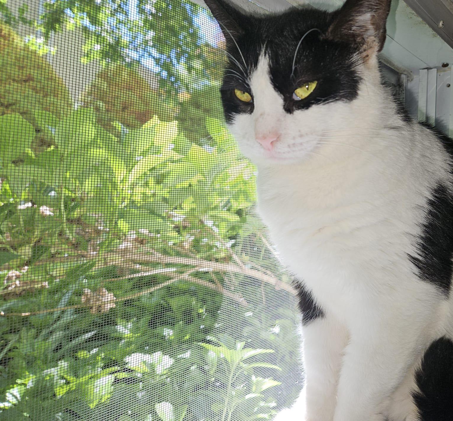 Enlarge Claire N - Relaxed charm, a Adoptable Domestic Short Hair in New York, NY image 1/3