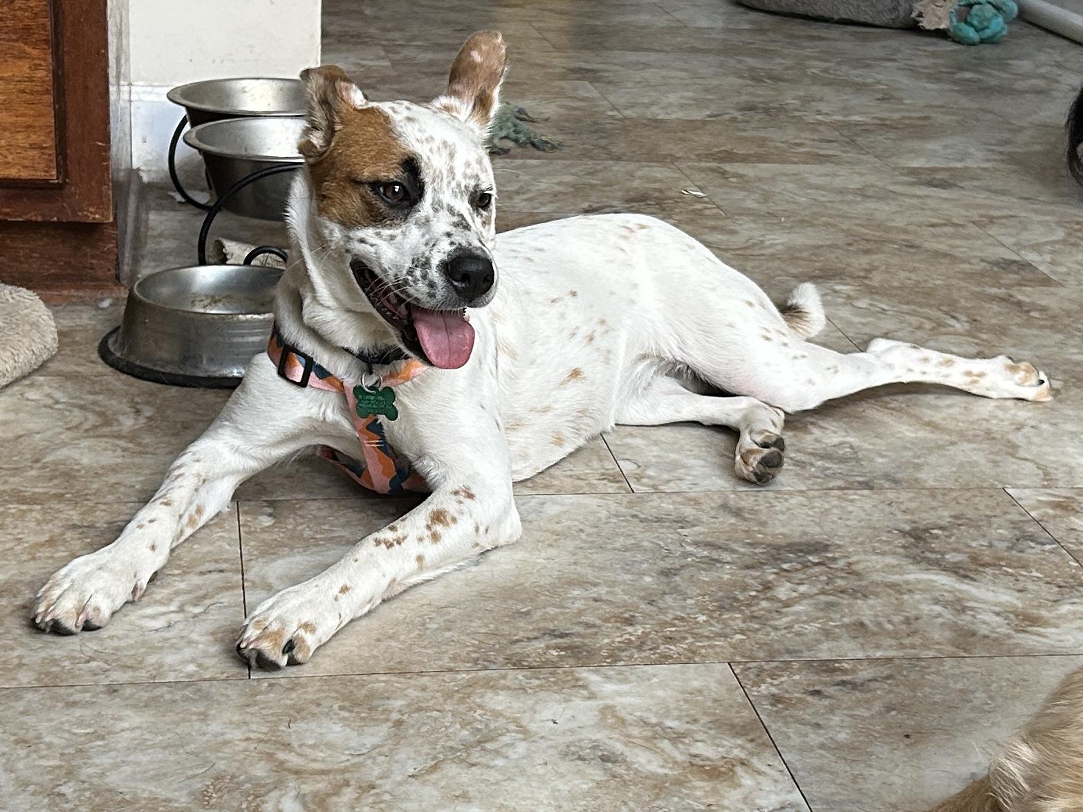 Stella photo 2