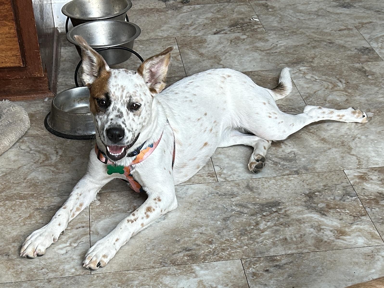 Stella, Baby Female Cattle Dog