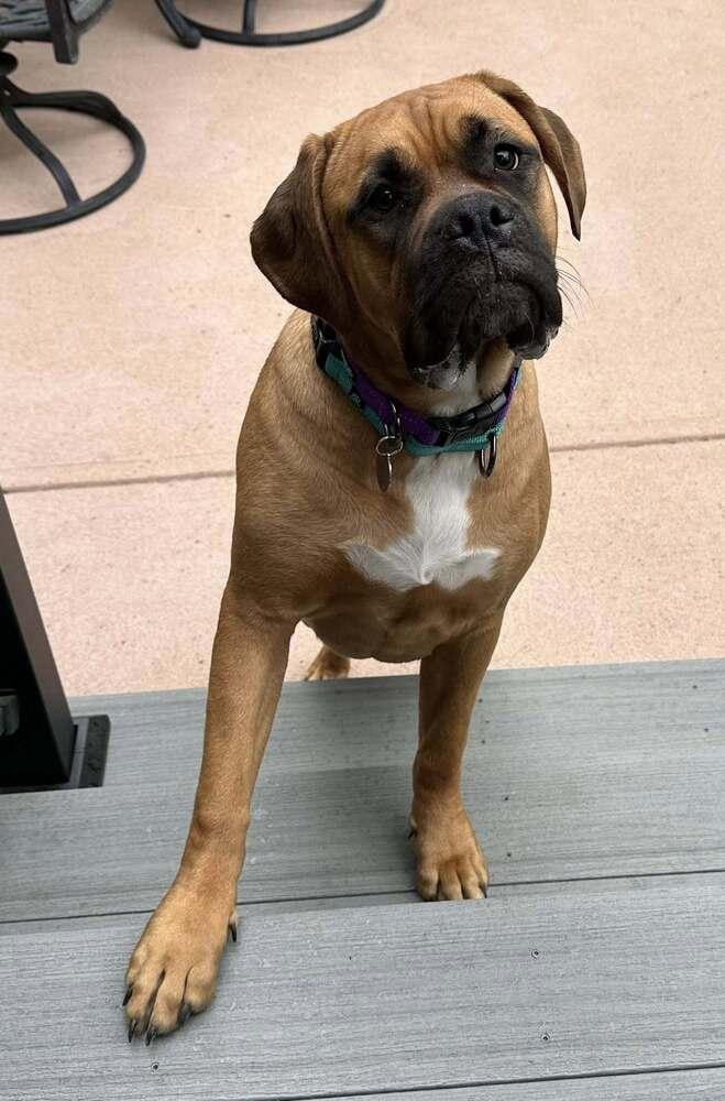 Tang, a Adoptable mixed breed in Denver, CO image 2/2