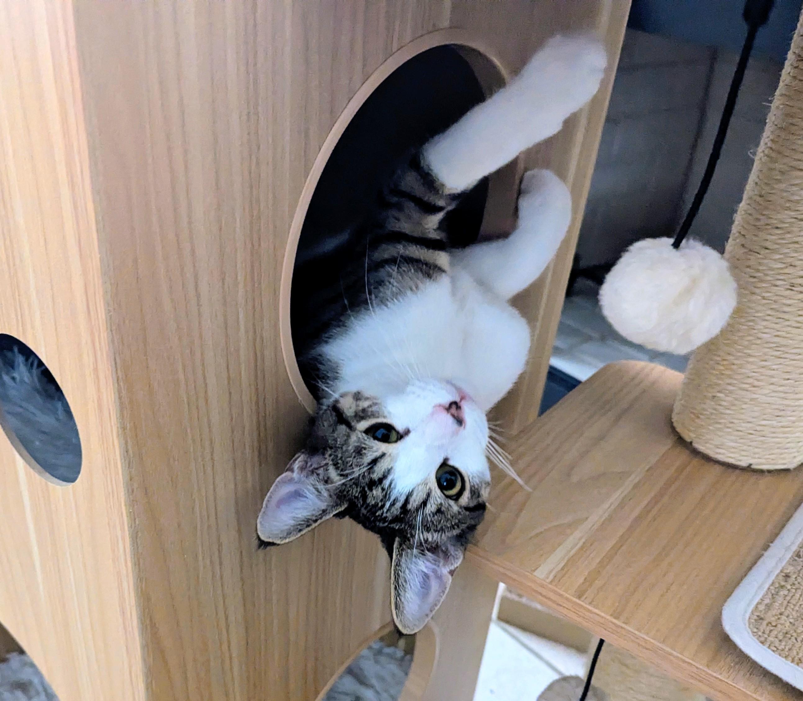 Enlarge Atticus, a Adoptable Domestic Short Hair in Phoenix, AZ image 3/3