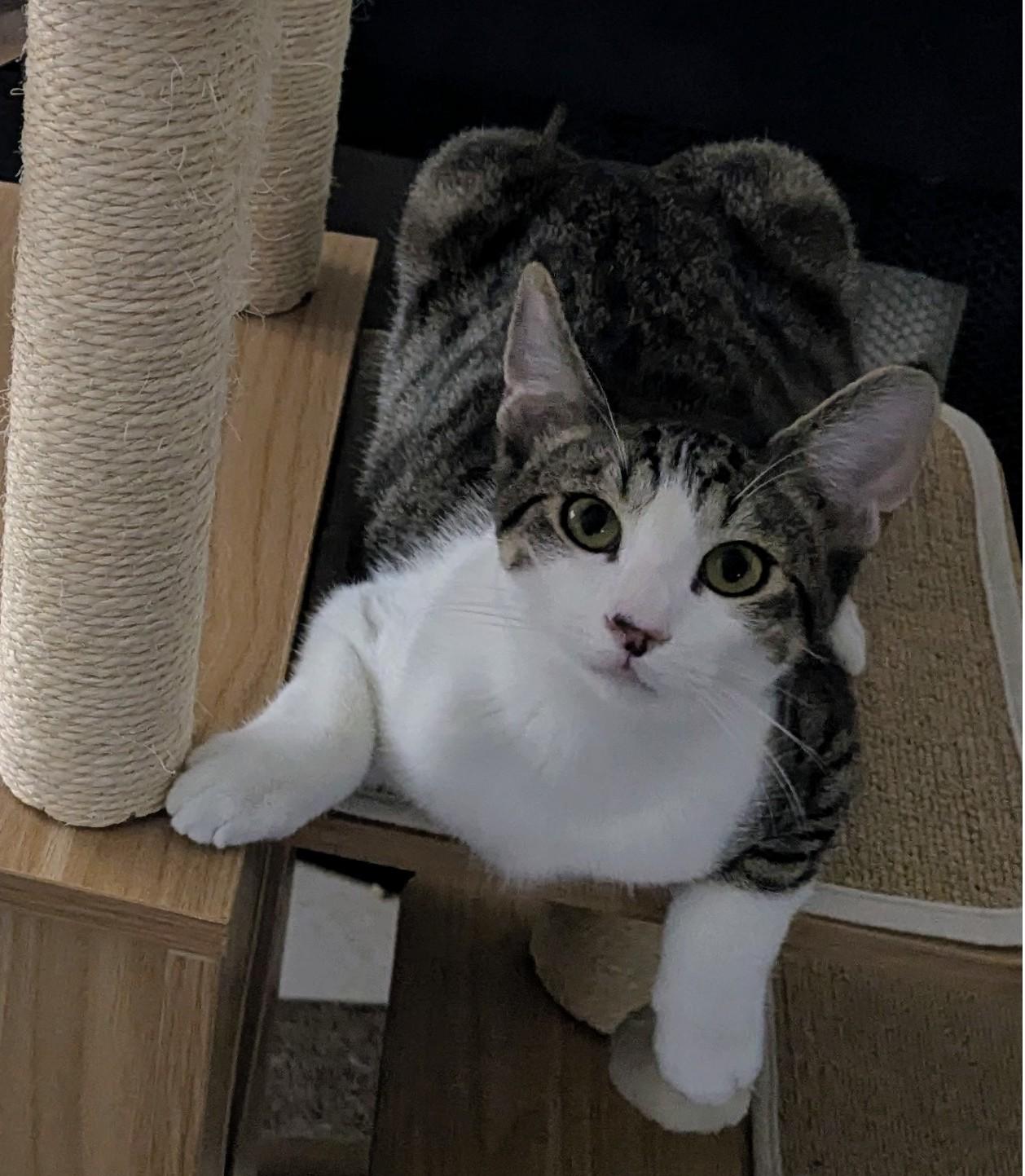 Enlarge Atticus, a Adoptable Domestic Short Hair in Phoenix, AZ image 1/3