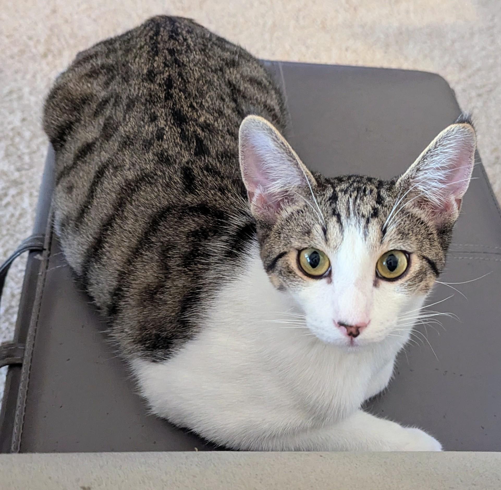 Enlarge Atticus, a Adoptable Domestic Short Hair in Phoenix, AZ image 2/3