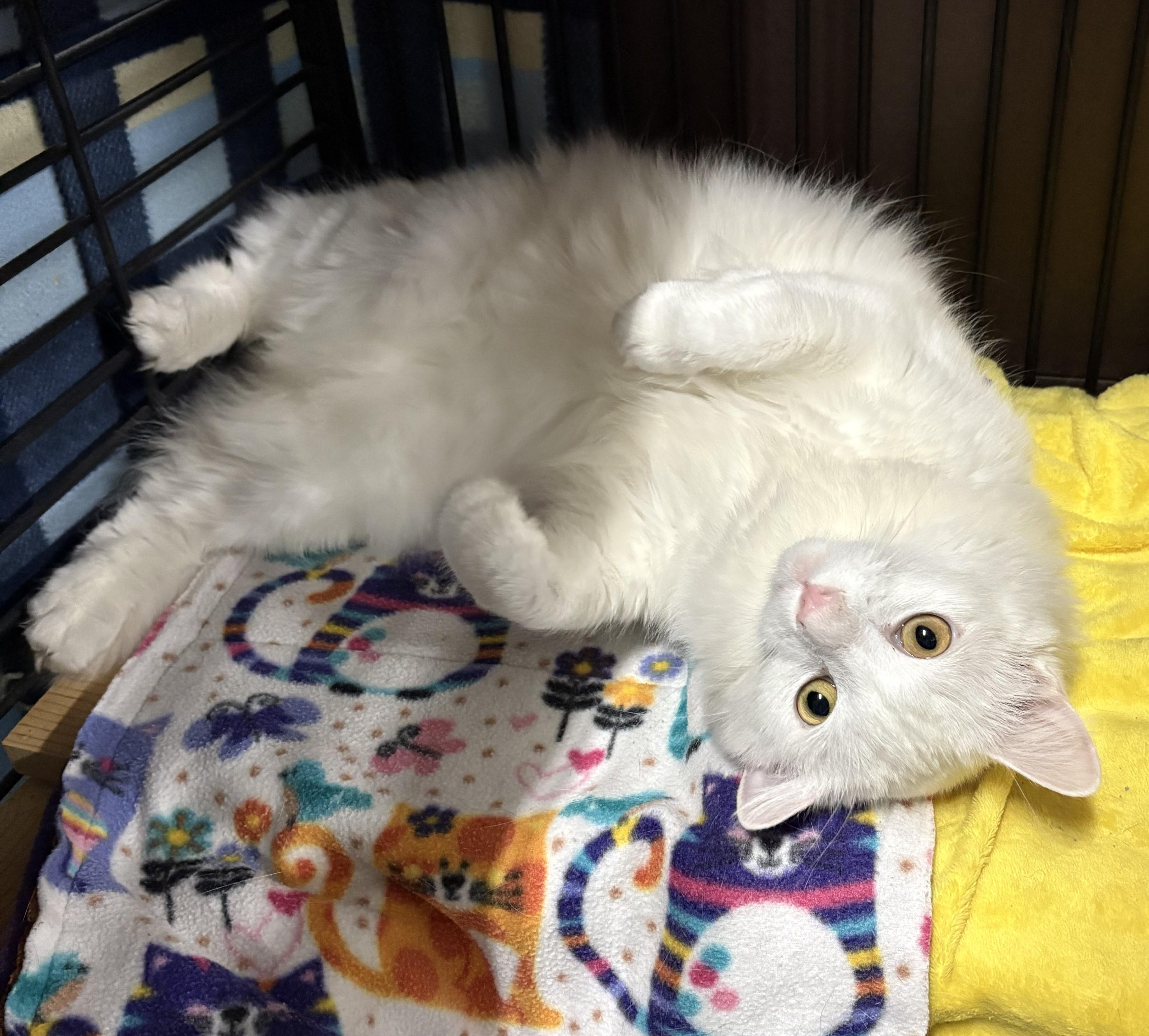 Giselle, adopted, Adult Female Domestic Medium Hair.