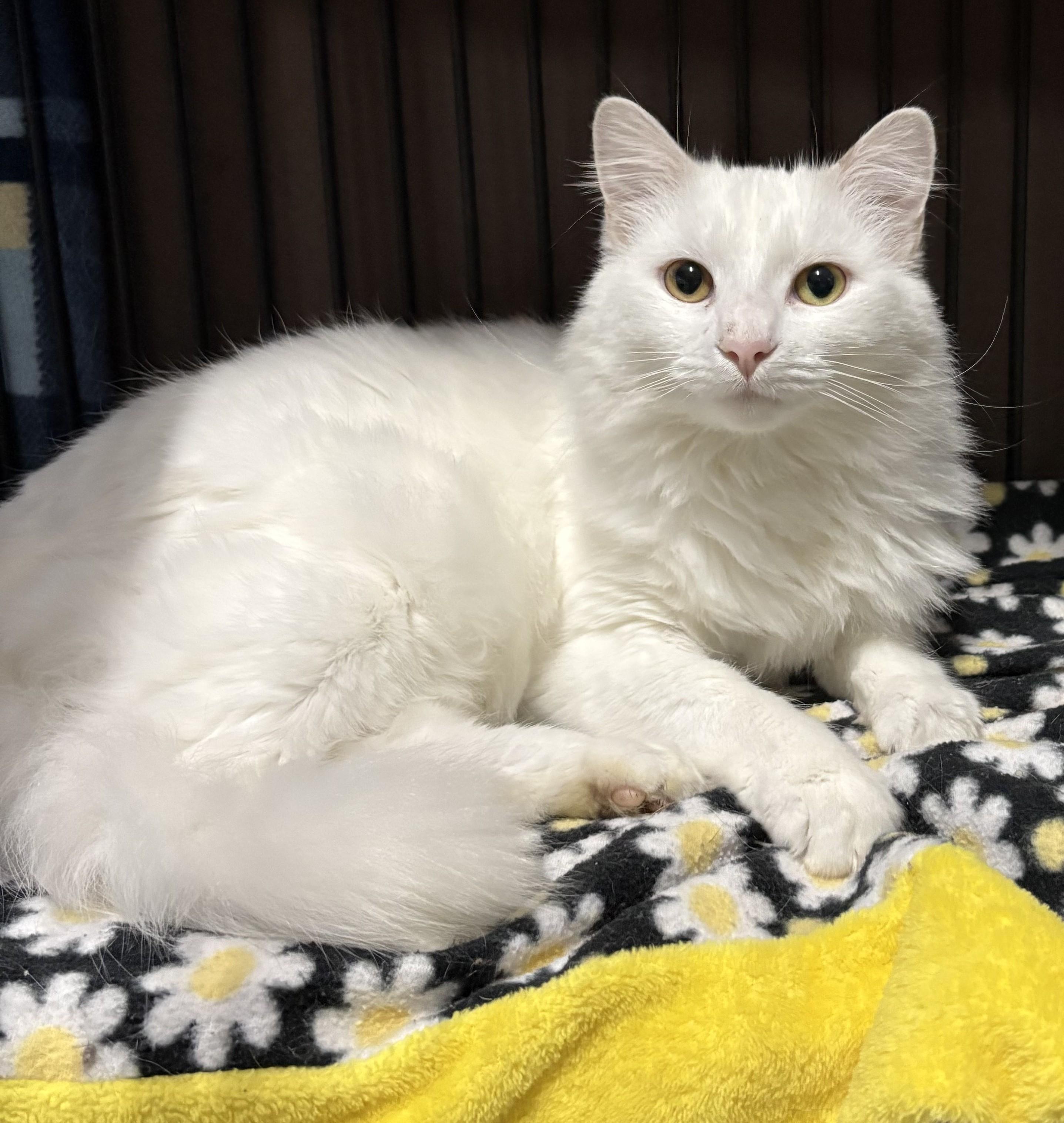 Enlarge Giselle, an adopted Domestic Medium Hair in Columbus, OH image 2/3