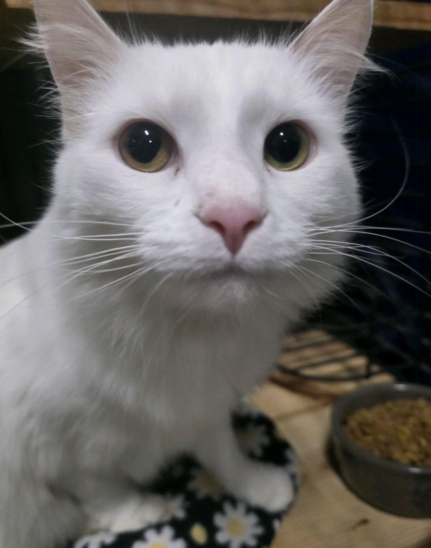 Enlarge Giselle, an adopted Domestic Medium Hair in Columbus, OH image 3/3