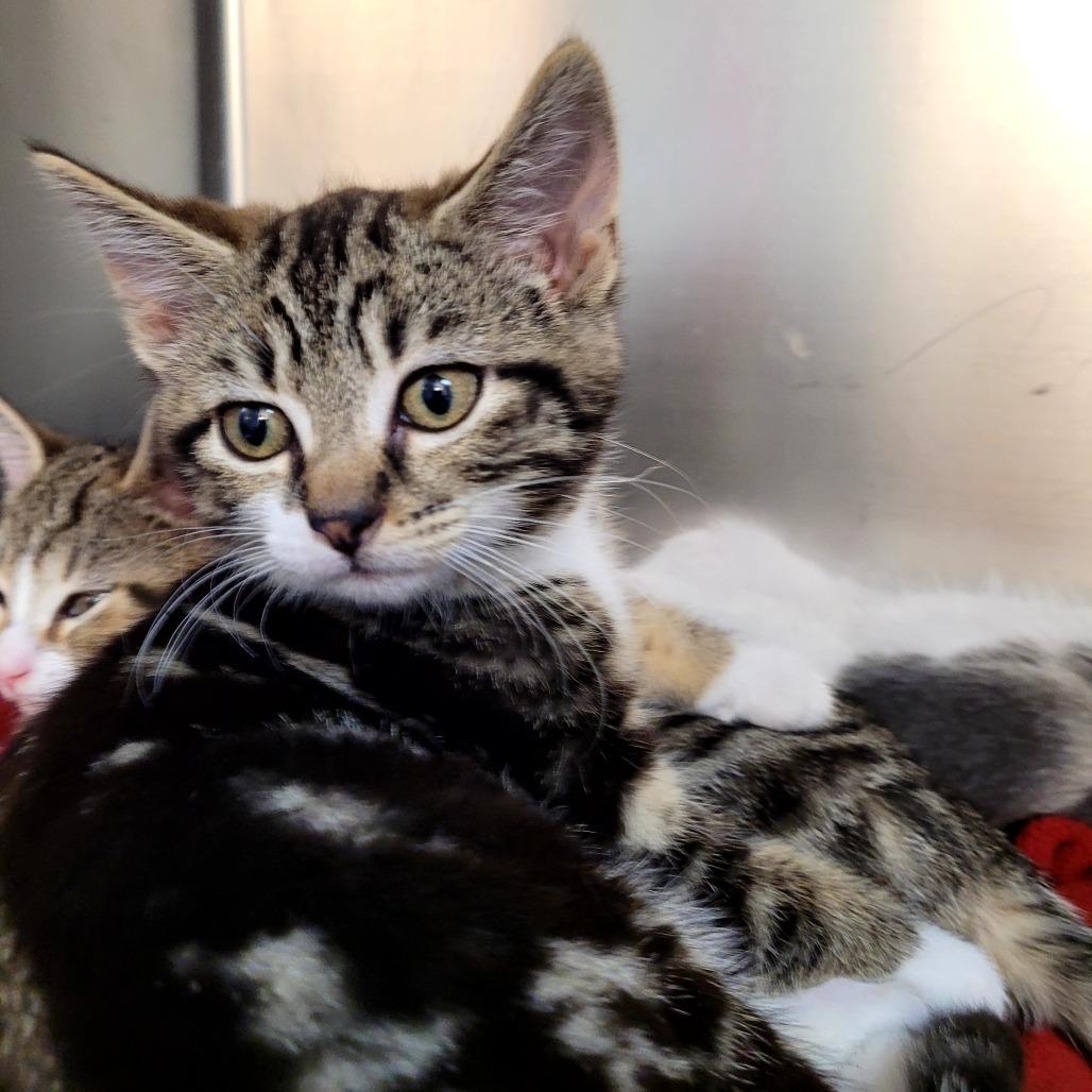 Enlarge April, a Adoptable Domestic Short Hair in Allyn, WA image 1/1