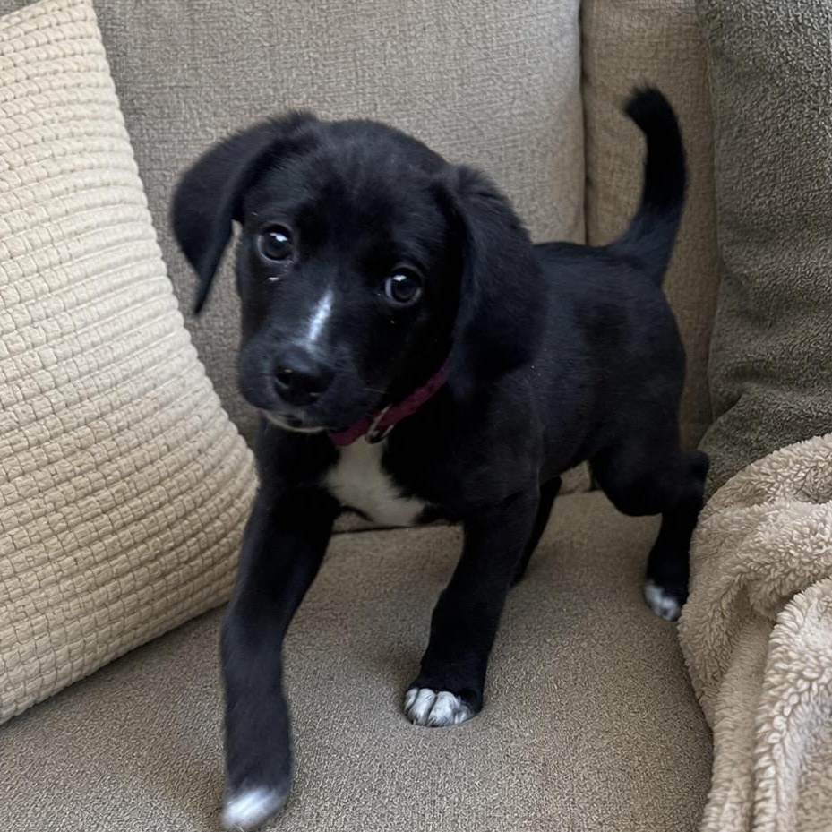 Allie, a Adoptable mixed breed in Richmond, VA image 4/6