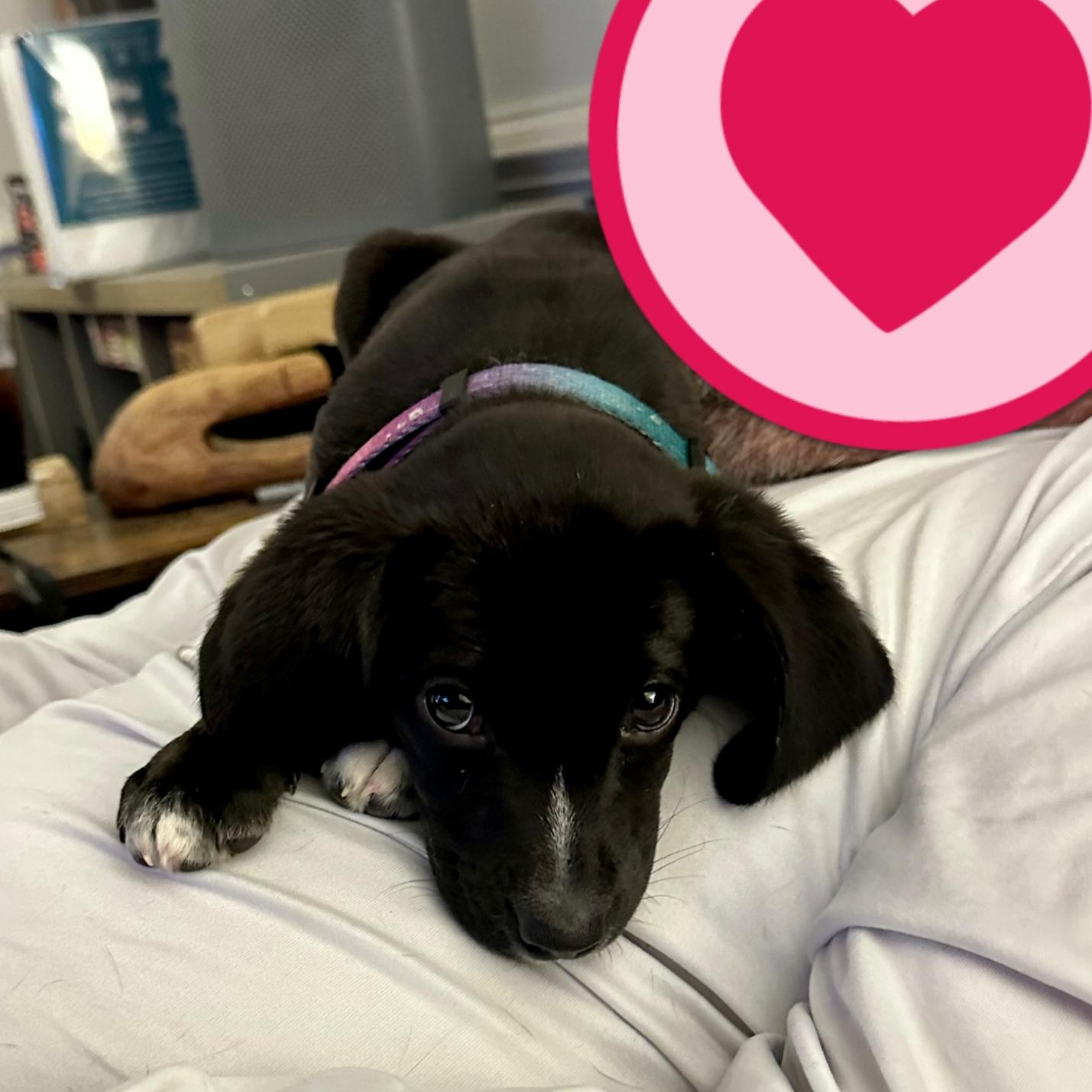Allie, a Adoptable mixed breed in Richmond, VA image 3/6