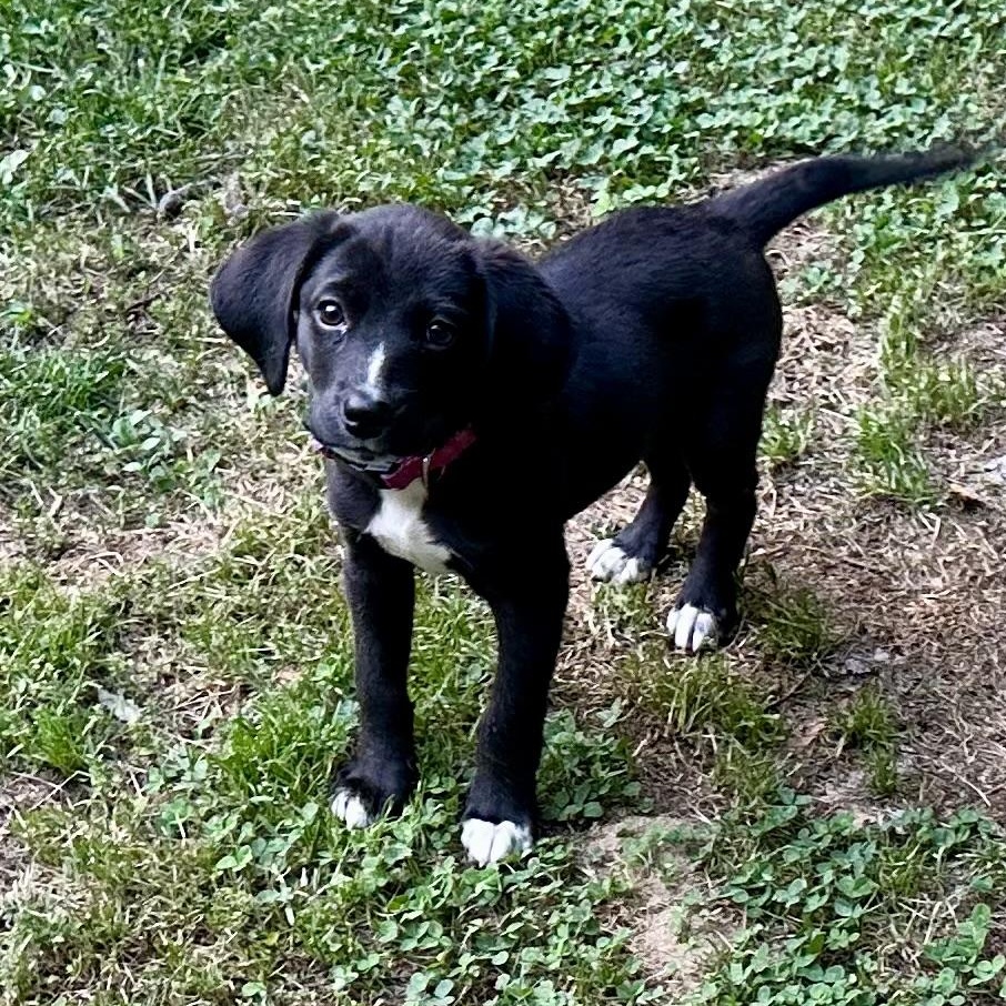 Allie, a Adoptable mixed breed in Richmond, VA image 5/6