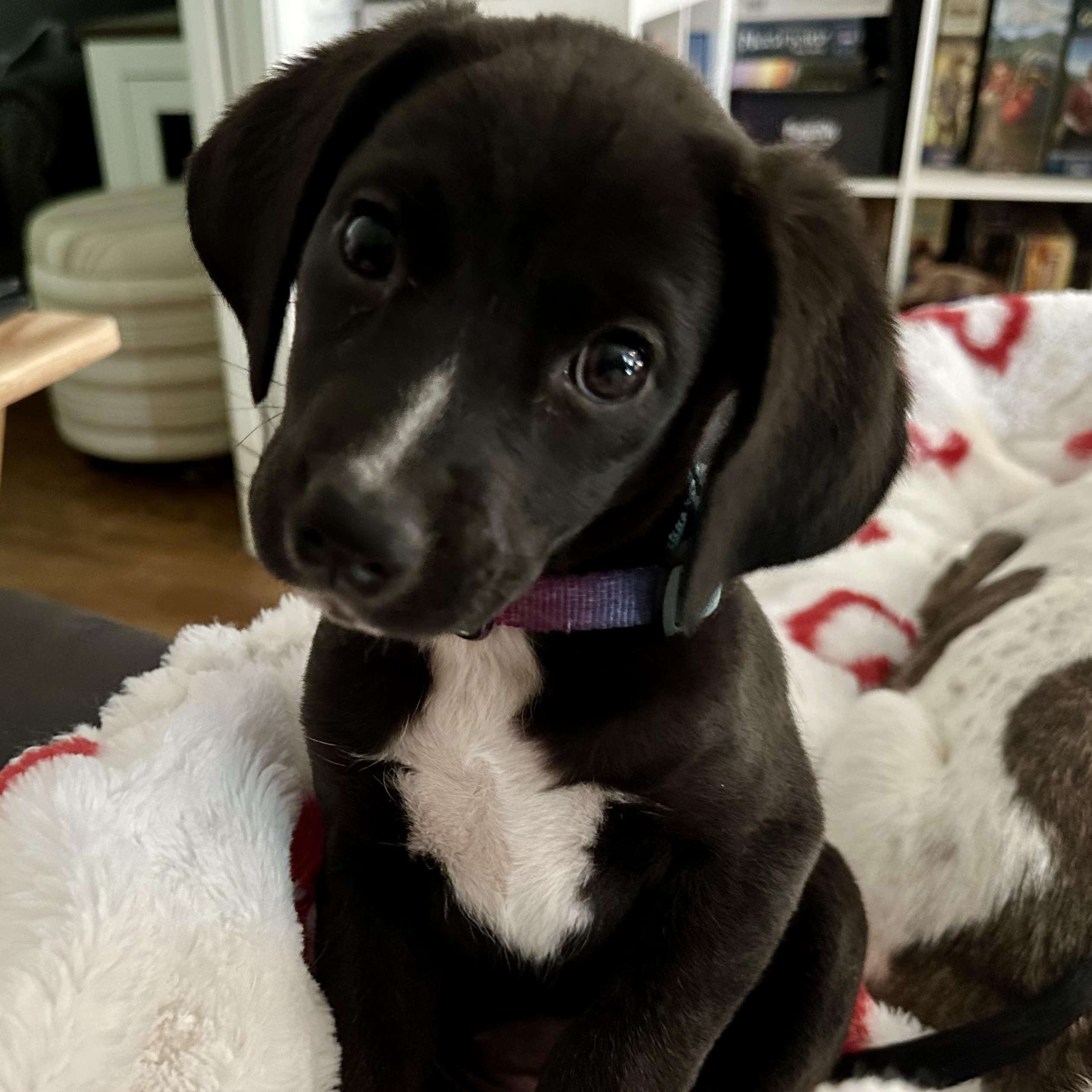 Allie, a Adoptable mixed breed in Richmond, VA image 6/6