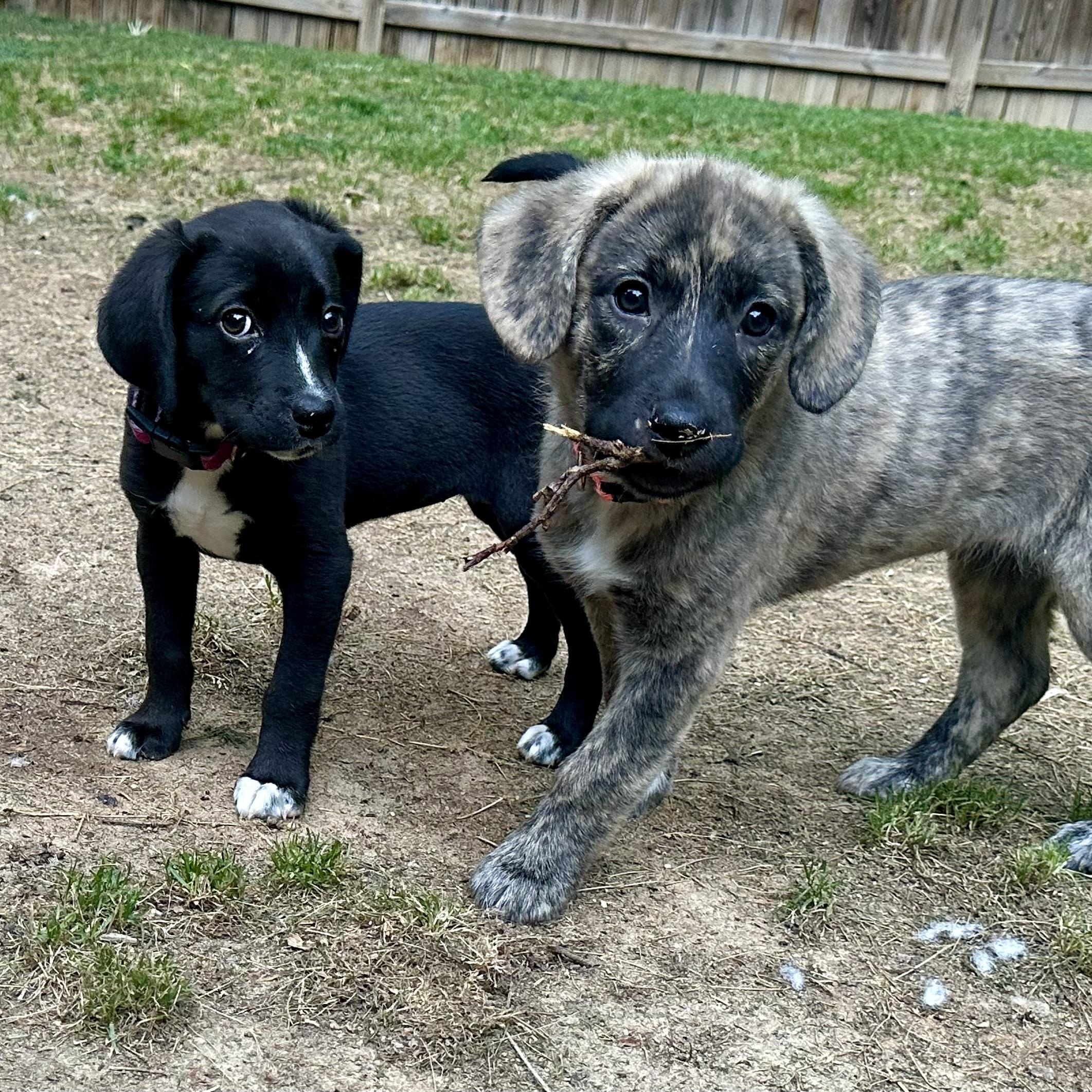 Allie, a Adoptable mixed breed in Richmond, VA image 2/6