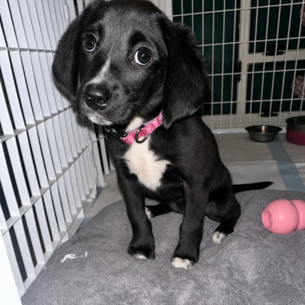 Allie, a Adoptable mixed breed in Richmond, VA image 1/6