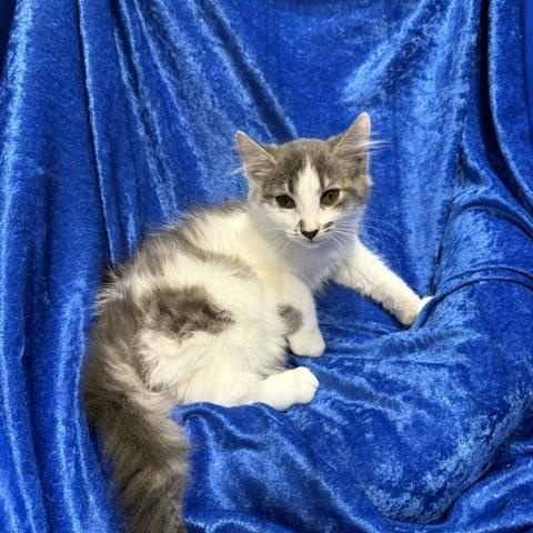 Enlarge Sassifrass, a Adoptable mixed breed in Gainesville, FL image 2/5
