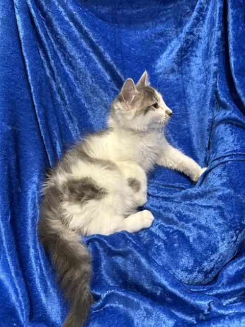 Enlarge Sassifrass, a Adoptable mixed breed in Gainesville, FL image 4/5