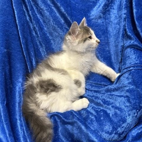 Enlarge Sassifrass, a Adoptable mixed breed in Gainesville, FL image 3/5