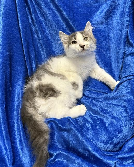 Enlarge Sassifrass, a Adoptable mixed breed in Gainesville, FL image 1/5
