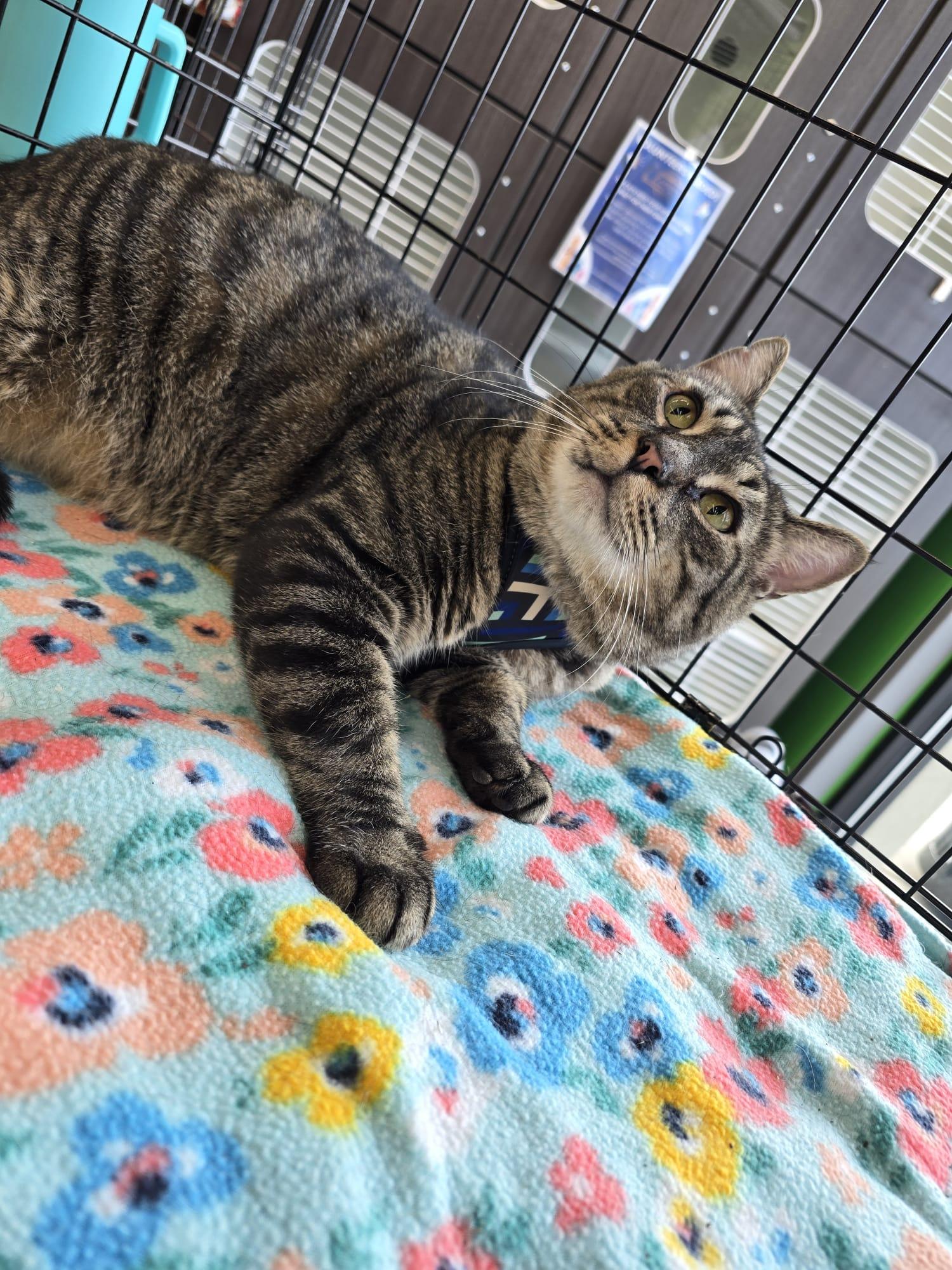 Enlarge Rambo, a Adoptable Domestic Short Hair in Nottingham, MD image 3/5