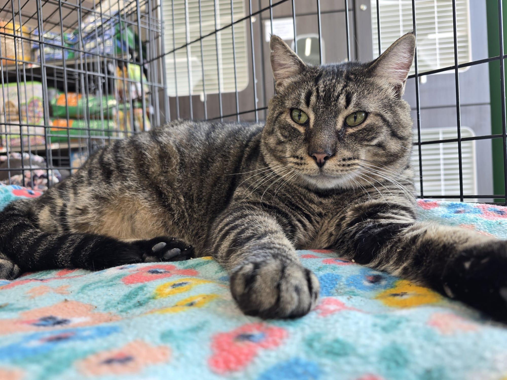 Rambo, Adoptable, Adult Male Domestic Short Hair.