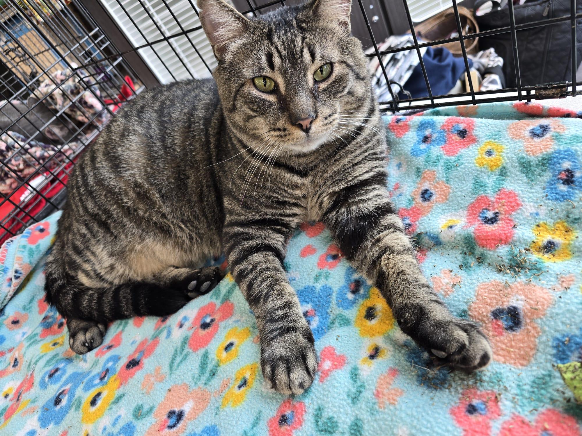 Enlarge Rambo, a Adoptable Domestic Short Hair in Nottingham, MD image 4/5