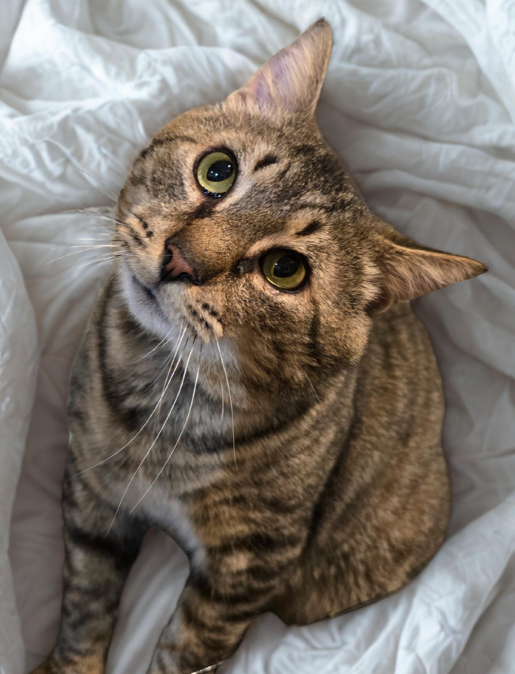 Enlarge Rambo, a Adoptable Domestic Short Hair in Nottingham, MD image 1/1