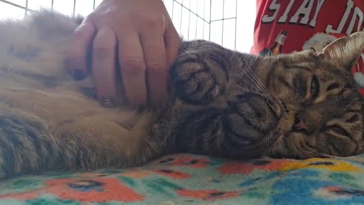 Enlarge Rambo, a Adoptable Domestic Short Hair in Nottingham, MD video 5/5
