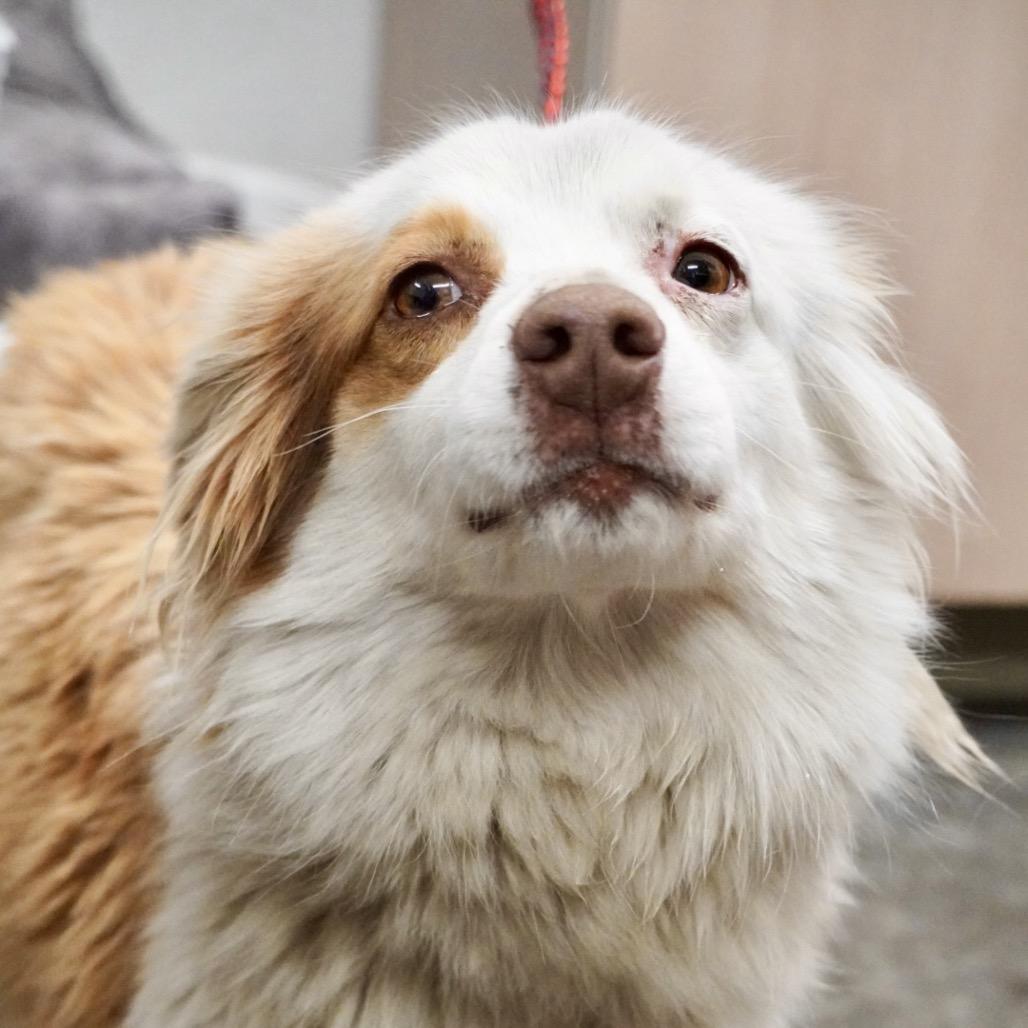 Posie — thumbnail 2