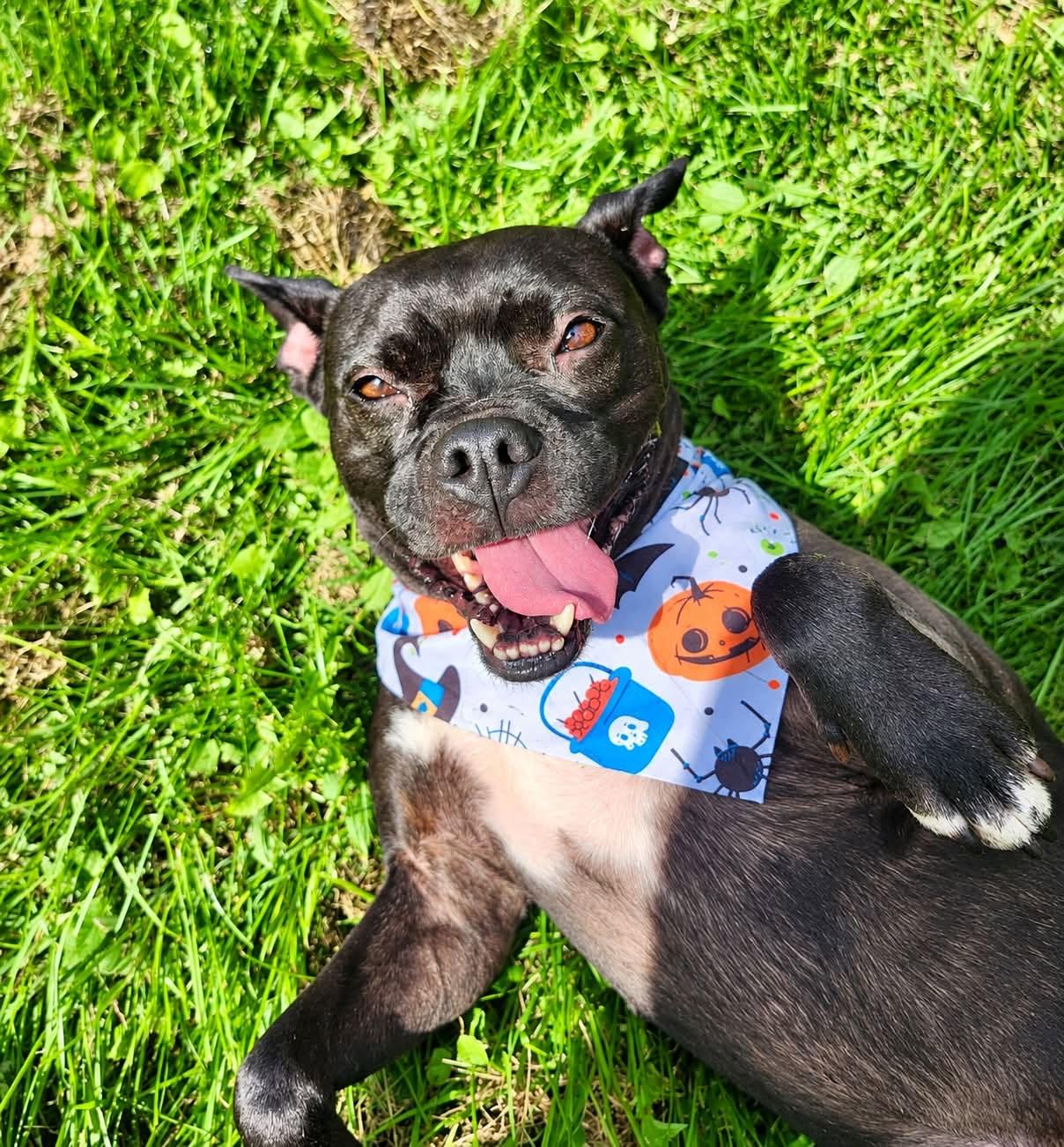 Enlarge MIA, a Adoptable mixed breed in Coudersport, PA image 2/2