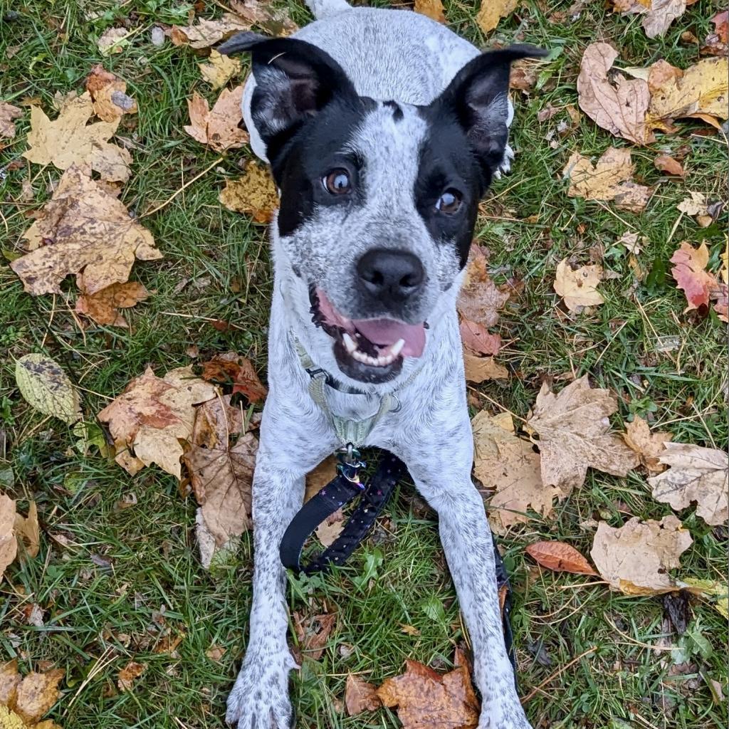 Enlarge Lennox, a Adoptable mixed breed in La Grange, KY image 2/5