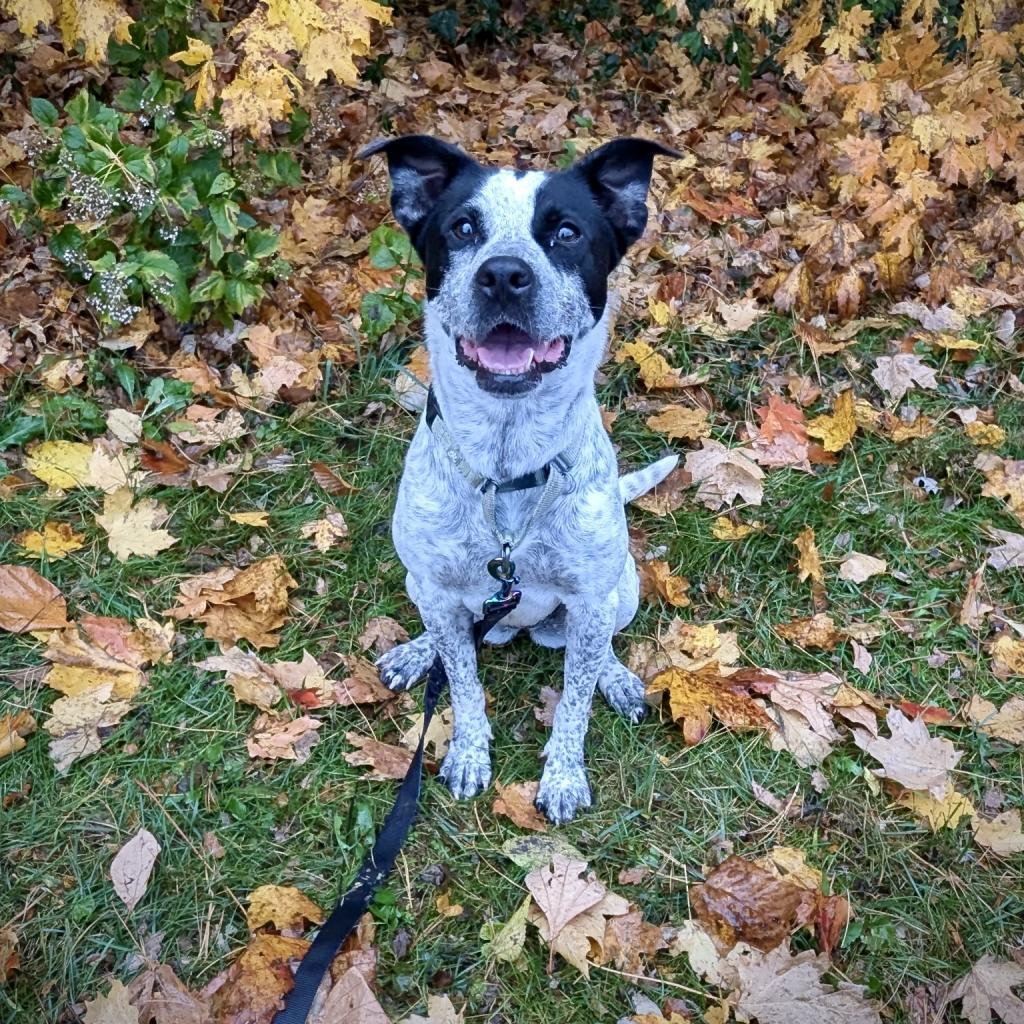 Enlarge Lennox, a Adoptable mixed breed in La Grange, KY image 3/5