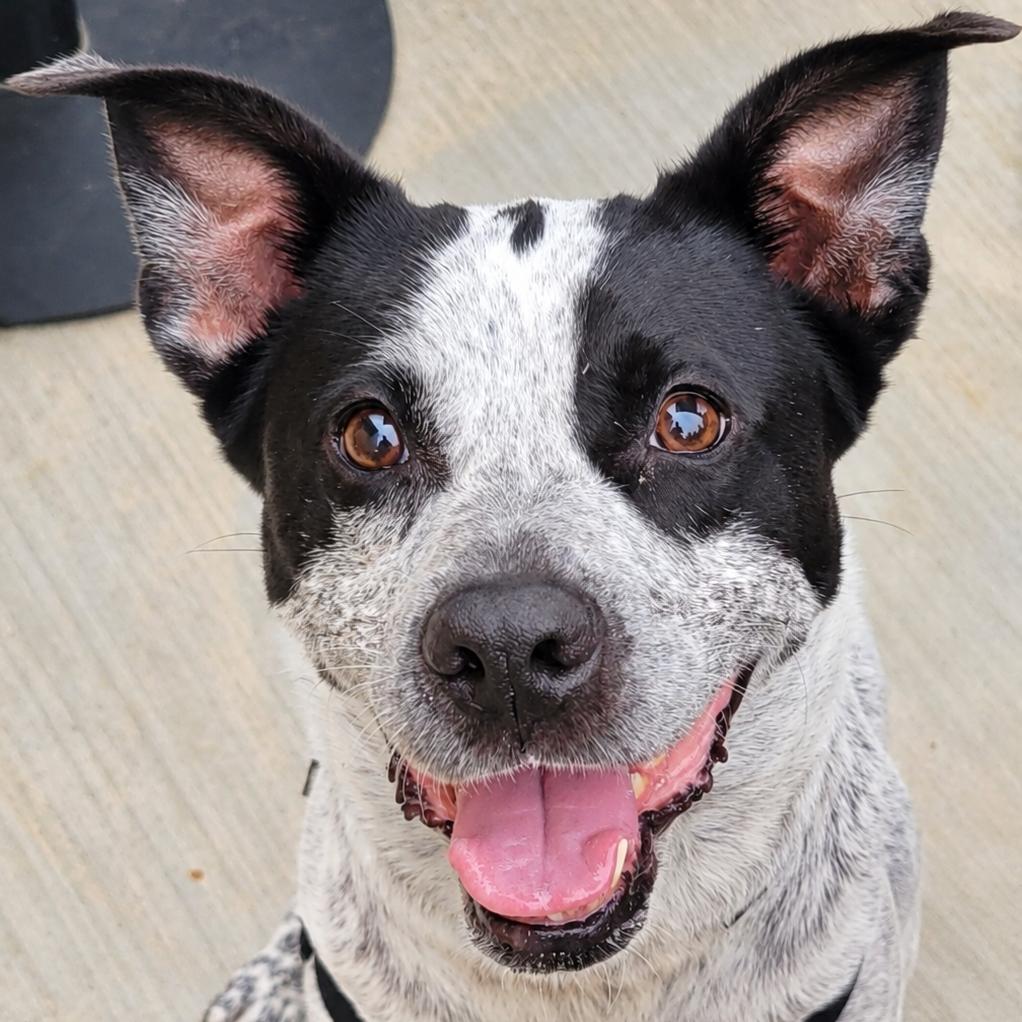 Enlarge Lennox, a Adoptable mixed breed in La Grange, KY image 1/5