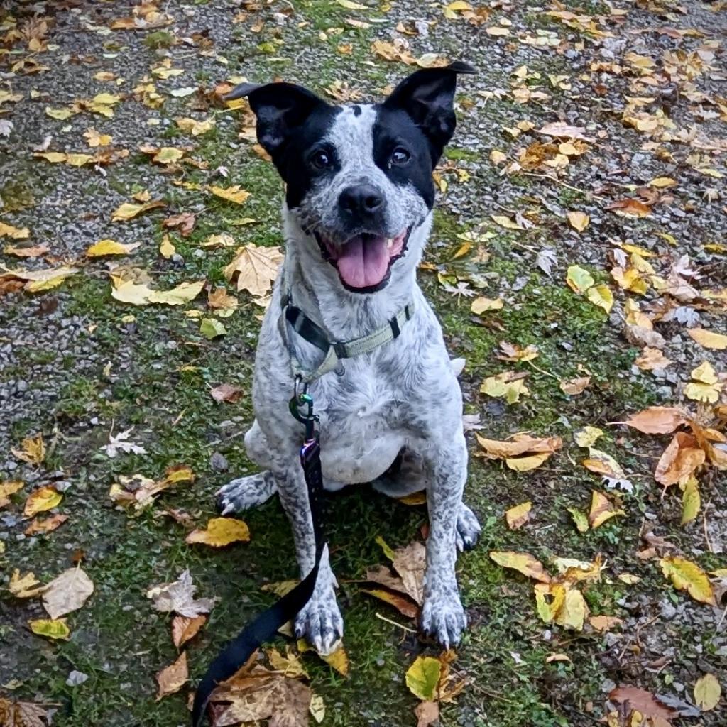 Enlarge Lennox, a Adoptable mixed breed in La Grange, KY image 4/5