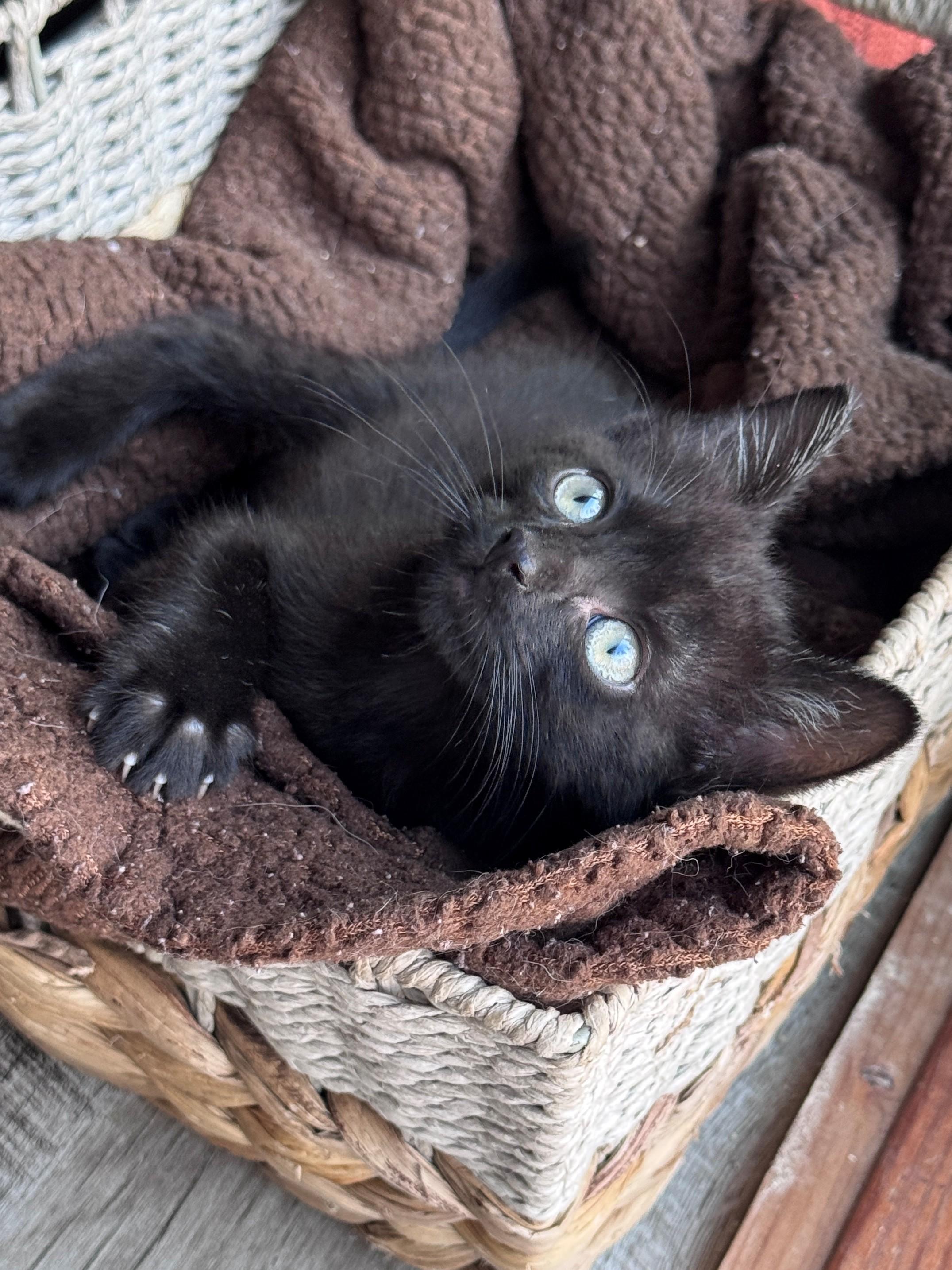 Enlarge Ramandu, a Adoptable Domestic Short Hair in Hackensack, MN image 2/4