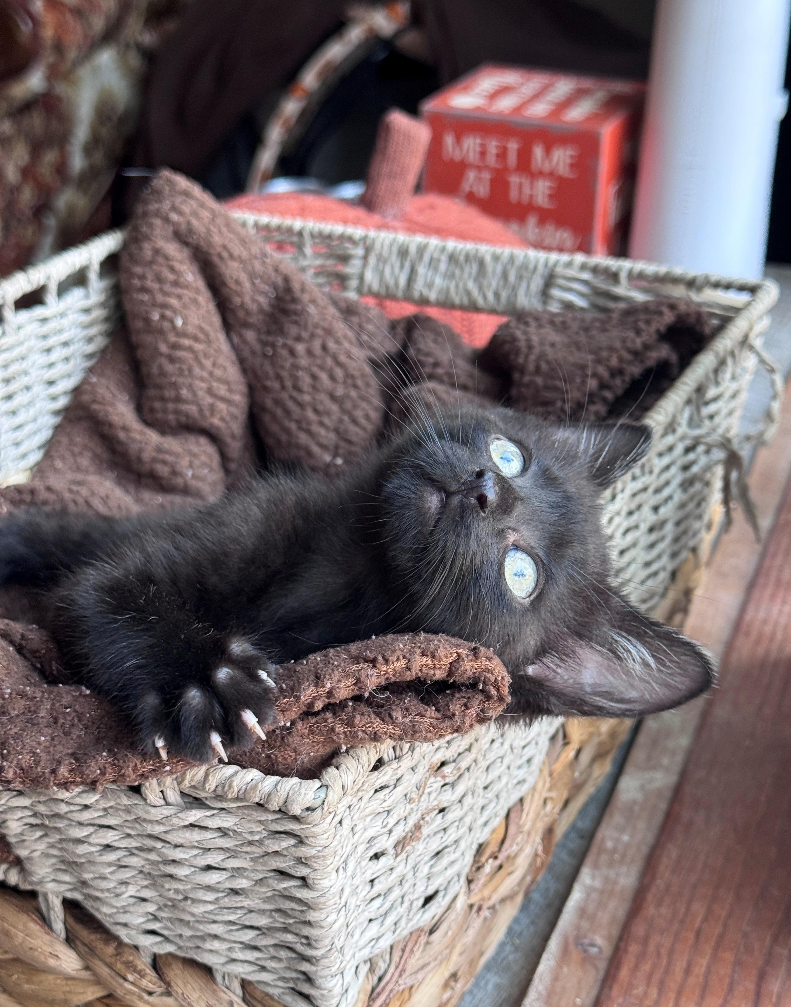 Enlarge Ramandu, a Adoptable Domestic Short Hair in Hackensack, MN image 3/4