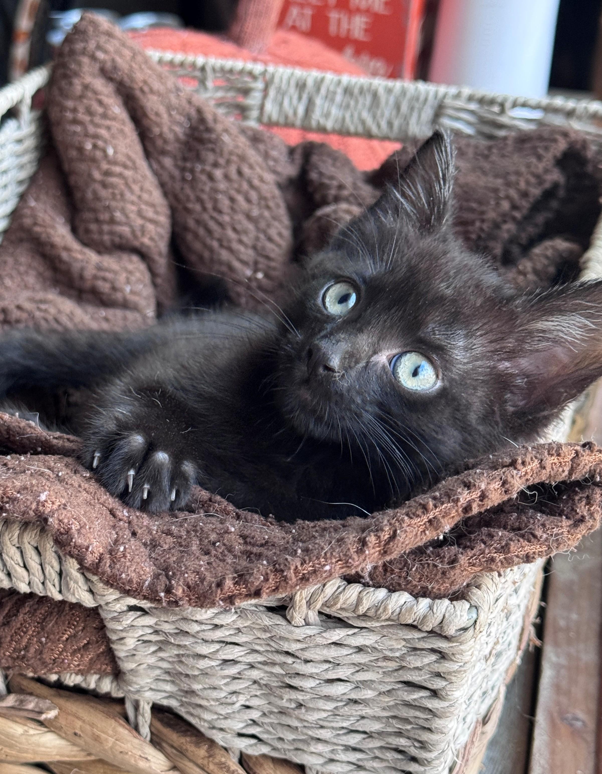 Enlarge Ramandu, a Adoptable Domestic Short Hair in Hackensack, MN image 4/4