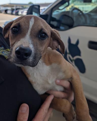 Phillip - In foster. Needs forever home., Adoptable, Puppy Male Shepherd.