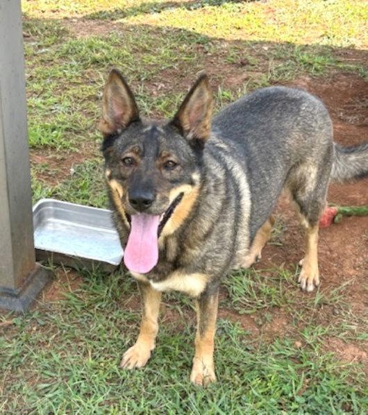 Enlarge Lexus, a Adoptable German Shepherd Dog in Carrollton, GA image 1/3