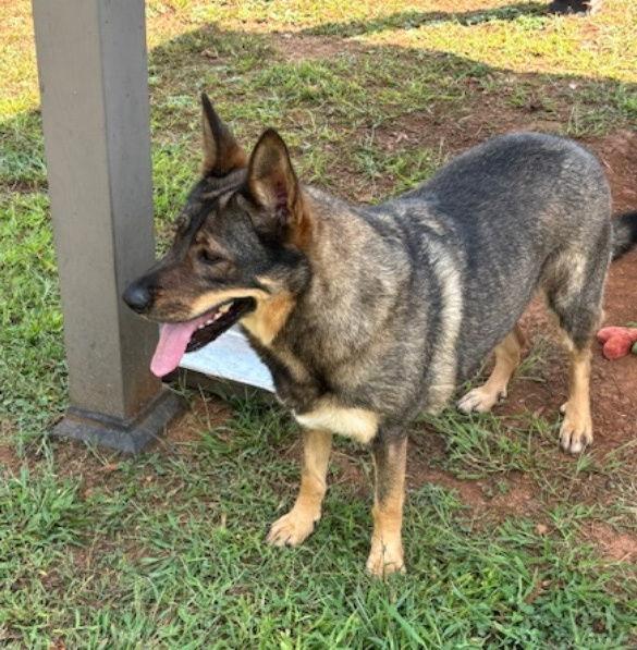 Enlarge Lexus, a Adoptable German Shepherd Dog in Carrollton, GA image 2/3