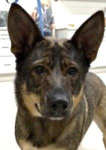 Enlarge Lexus, a Adoptable German Shepherd Dog in Carrollton, GA image 3/3