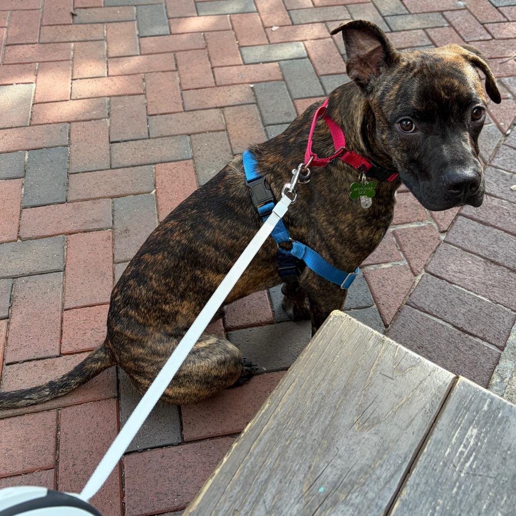 Cashew, Adoptable, Adult Male Boxer & Mixed Breed.