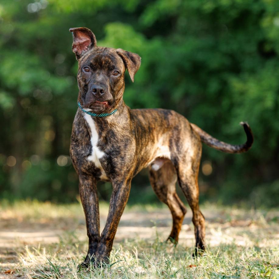Enlarge Cashew, a Adoptable mixed breed in Durham, NC image 2/6