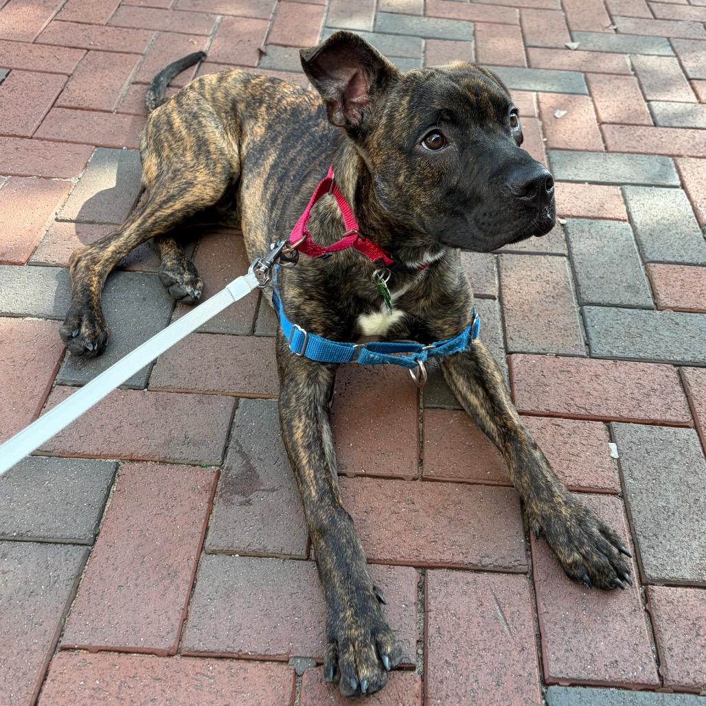 Enlarge Cashew, a Adoptable mixed breed in Durham, NC image 3/6