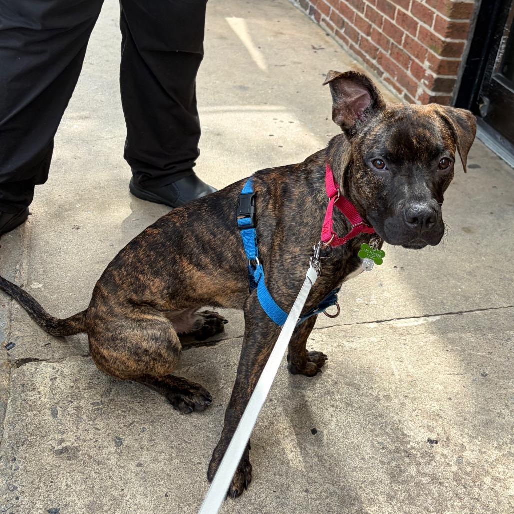 Enlarge Cashew, a Adoptable mixed breed in Durham, NC image 4/6