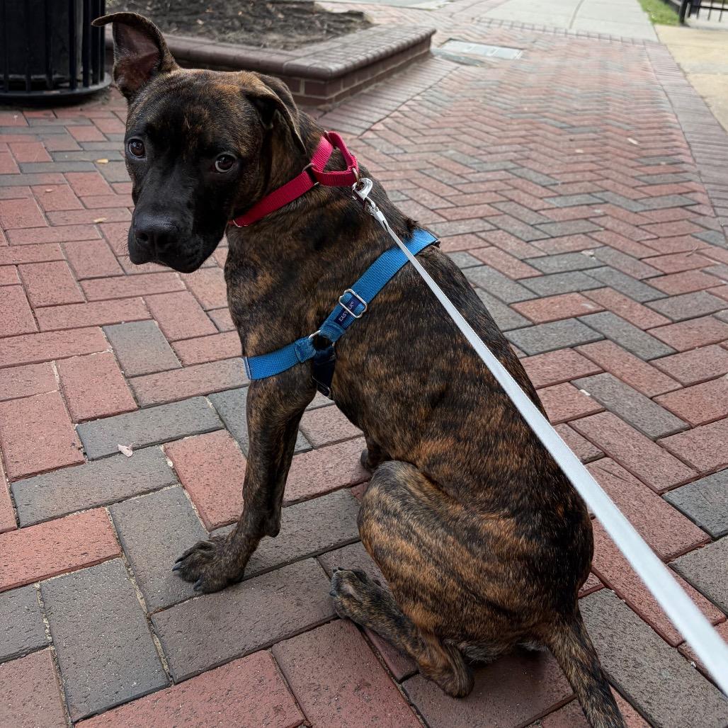 Enlarge Cashew, a Adoptable mixed breed in Durham, NC image 5/6