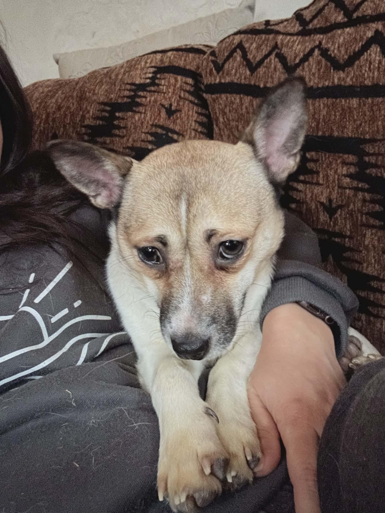 Enlarge Chili, a ADOPTABLE mixed breed in Hilham, TN image 3/6